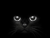 animaux