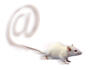 souris
