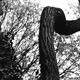 Arbres