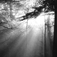 Arbres